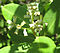 Laguncularia racemosa flowers.jpg