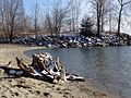 Burlington (Vermont, USA), early spring 2012. Tree on the shores of Lake Champlain. Original.