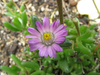 <i>Lampranthus tenuifolius</i> Species of succulent