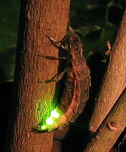 빛을 내는 북방반딧불이(Lampyris noctiluca)의 유충