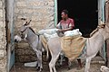 Lamu Donkeys