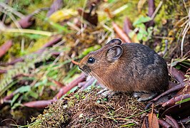 Ochotona macrotis - (Large-eared pika)