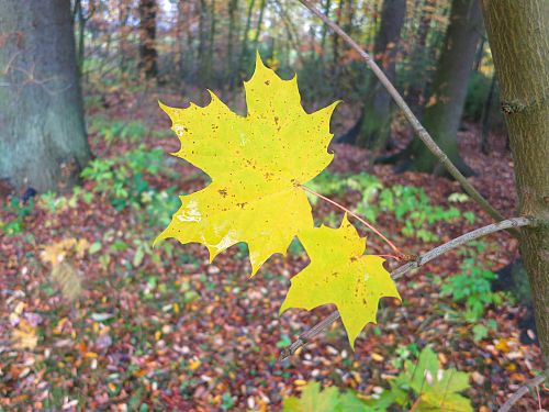 Last autumn leaves on a tree – small and big