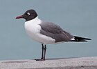 Mouette atricille