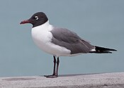 Mouette-rire.jpg