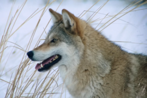 Canis Lupus Chanco: Tassonomia, Descrizione, Areale