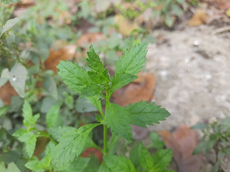 File:Leaves of Scoparia dulcis.jpg