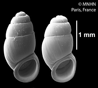 <i>Leiorhagium</i> Genus of gastropods