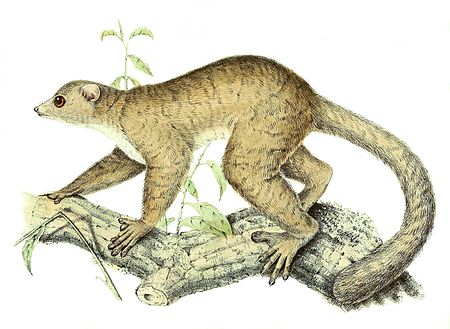 Lepilemur_mustelinus