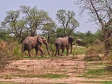 Deux éléphants marchent dans de hautes herbes éparses.