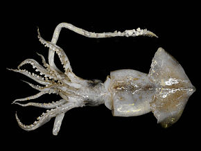 Popis chobotnice menší - Todaropsis image eblanae.jpg.