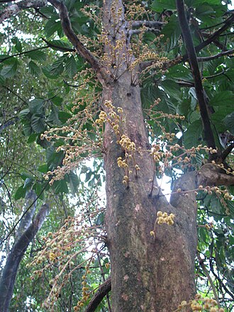Baccaurea sapida in Pakke Tiger Reserve, India Leteku.JPG