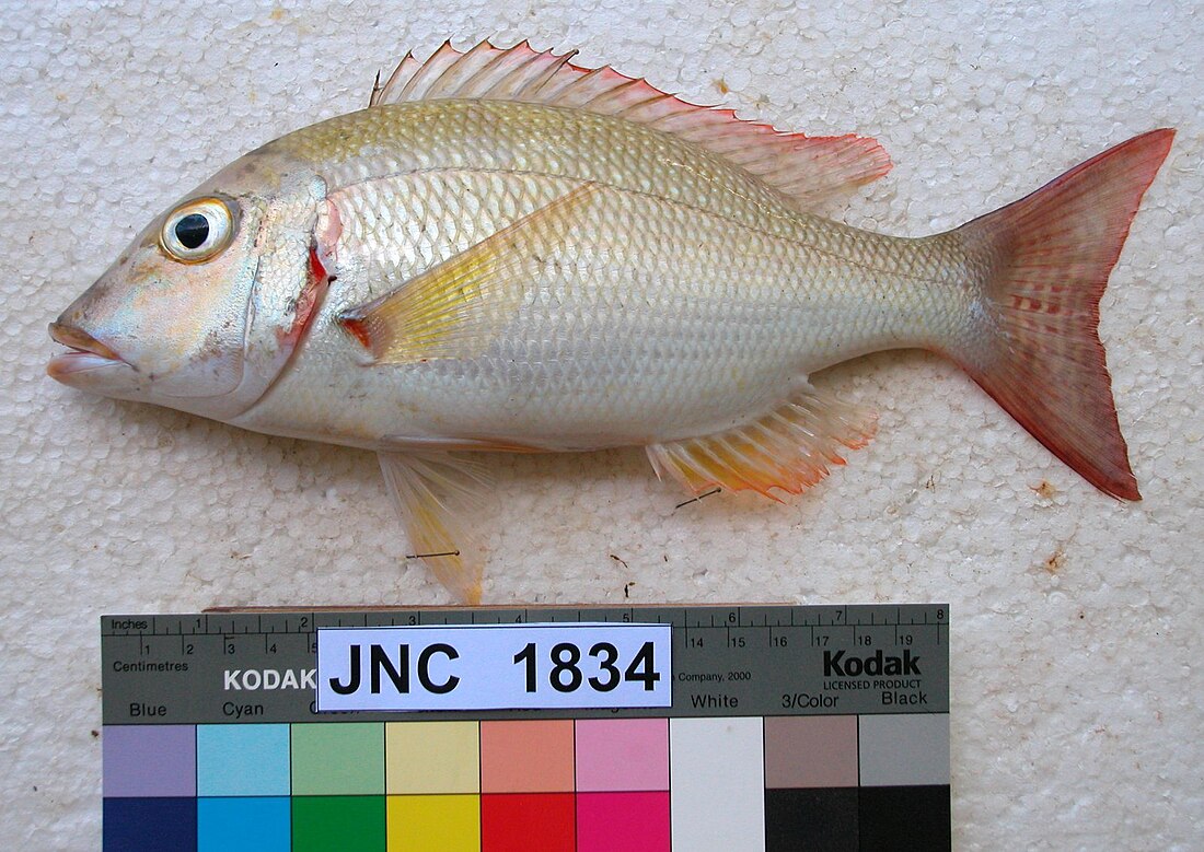 Lethrinus