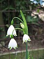 Leucojum aestivum