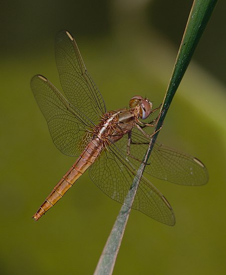 Libellule écarlate (Crocothemis erythraea) mâle Ichkeul.jpg