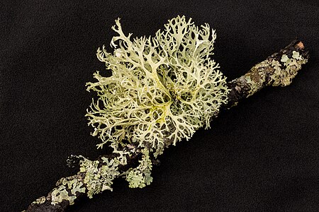 Cladonia portentosa (Reindeer Lichen) and Hypogymnia physodes