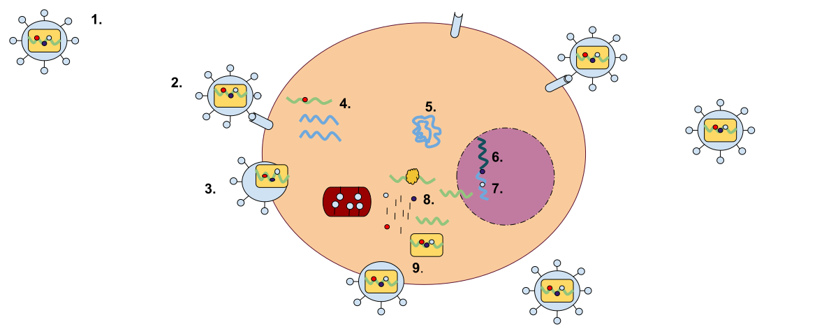 retrovirus life cycle