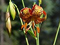 Lilium michiganense single flower closeup