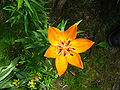 Lilium bulbiferum var. croceum in cultivation