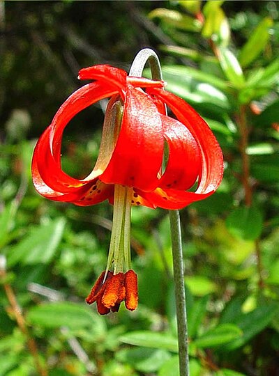 Jardín botánico Humboldt