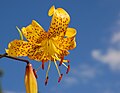 Lily Lilium 'Citronella' Flower.jpg