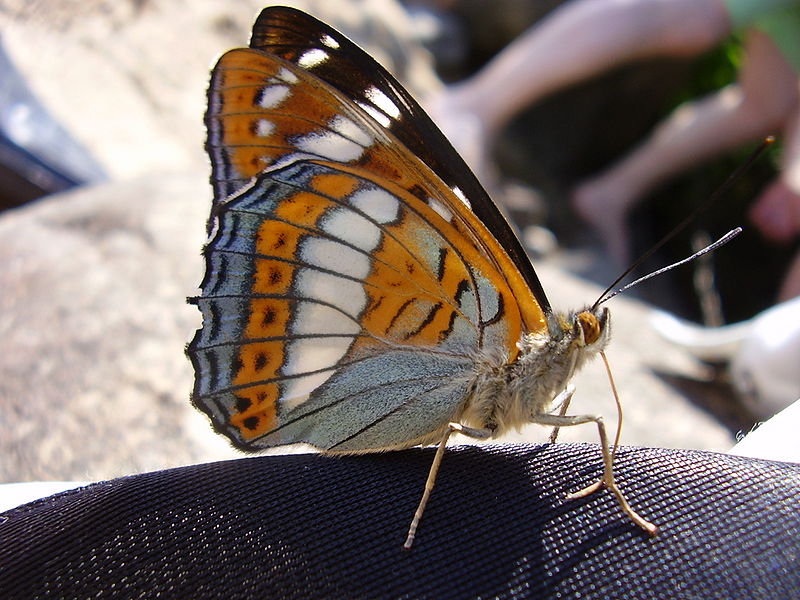 Limenitis populi-01.jpg