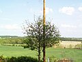 Lincoln Ash tree grown from 1st generation Ash tree at Lincoln's birthplace Kisak's Cinnamon Hill Farm and Estate by Paul F. Kisak.jpg