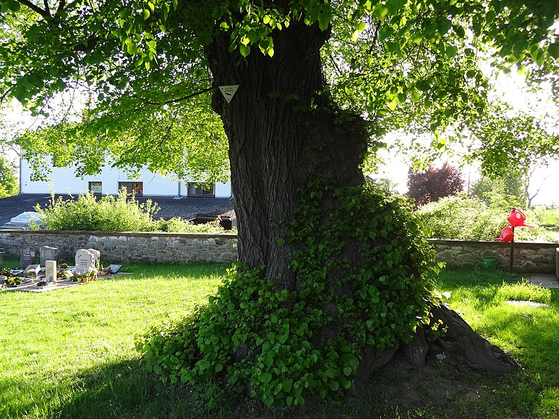 File:Linde auf dem Friedhof (Ostheim) 06.JPG