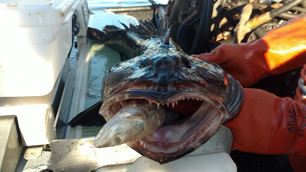  Lingcod with sablefish in mouth 