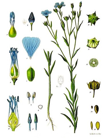 File:Linum usitatissimum - Köhler–s Medizinal-Pflanzen-088.jpg