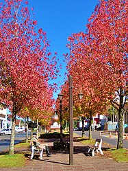 Liquidambar alley (São Francisco de Paula, RS, Brazil).jpg