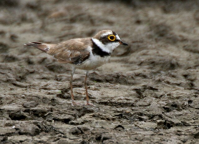 Little ringed plover Charadrius dubius