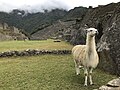 Llamas en Machu Picchu 2.jpg