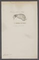 Loligo cranchii - - Print - Iconographia Zoologica - Special Collections University of Amsterdam - UBAINV0274 090 04 0002.tif