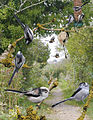 ID composite, Britain