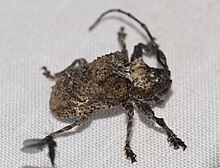 Longhorn Beetle (Onychocerus scorpio) (40317486461).jpg