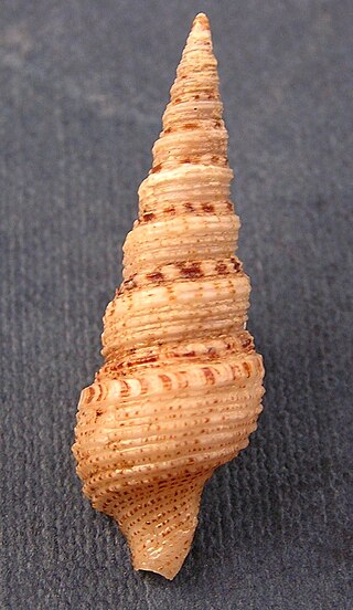<i>Iotyrris olangoensis</i> Species of gastropod