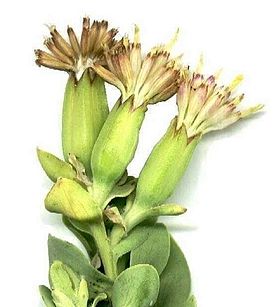 Lopholaena coriifolia.jpg