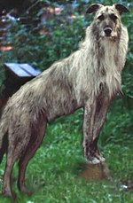 Pienoiskuva sivulle Lurcher