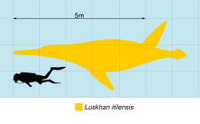 Size comparison of the holotype Luskhan Scale.svg