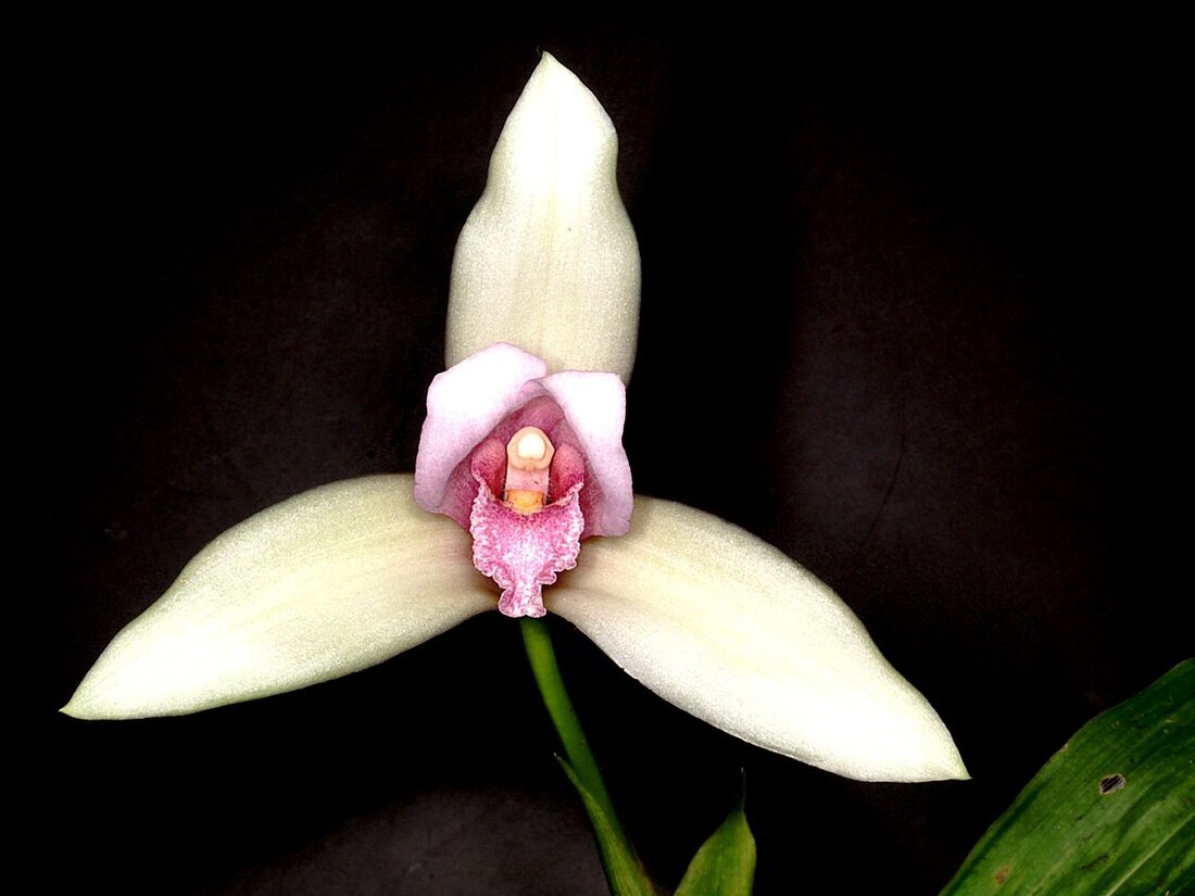 Lycaste skinneri