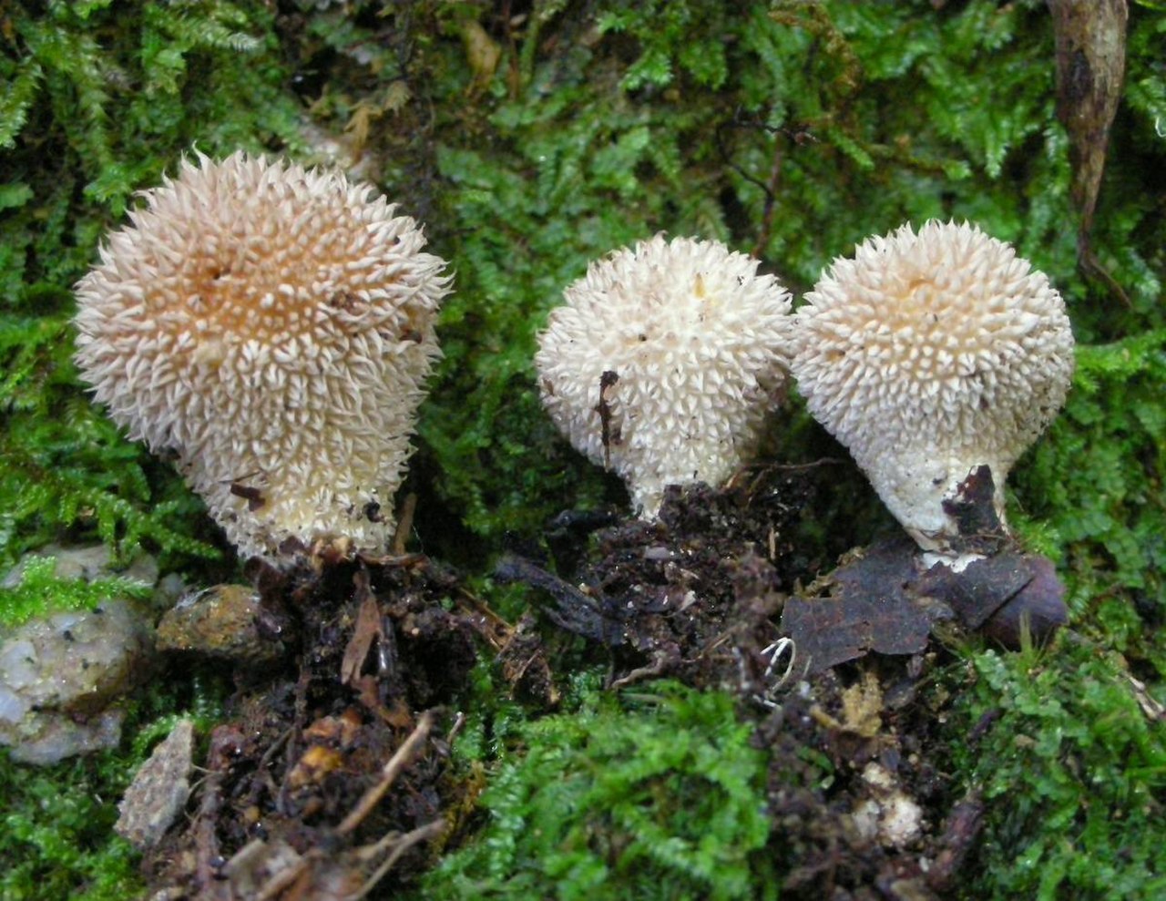 Виды растений грибы. Дождевик ежевидно-колючий. Lycoperdon echinatum. Дождевик ежевидный гриб. Гриб дождевик ежевидно-колючий.