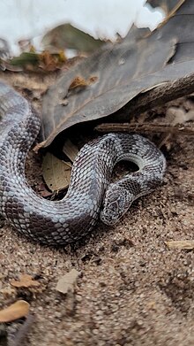 Lycophidion multimaculatum, the Spotted Wolf Snake, from Northern Namibia/Southwestern Zambia Lycophidion multimaculatum.jpg