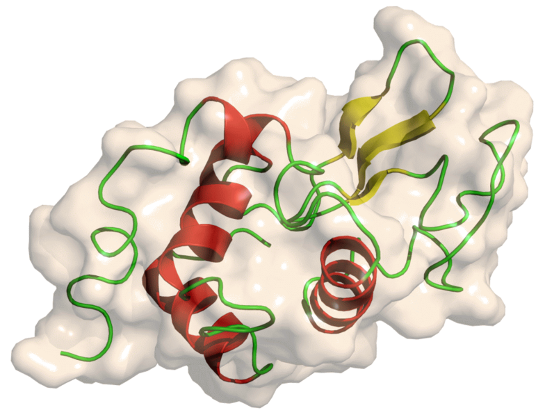 Barkas:Lysozyme.png