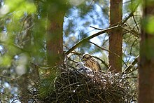 Deux jeunes Buses variables dans un nid de branchettes situé dans un arbre dans la forêt