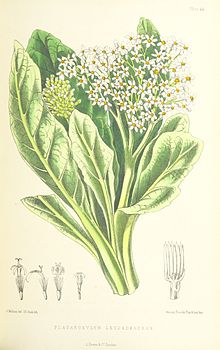 MELLISS (1875) p407 - LEVHA 44 - Pladaroxylon Leucadendron.jpg