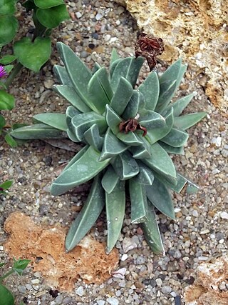 <i>Machairophyllum</i> Genus of succulents