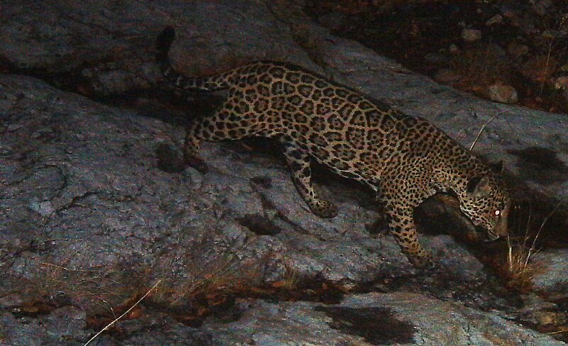 File:Male Jaguar–Photo Courtesy of UA-USFWS (14930823946).jpg