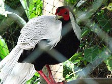Male Lophura nycthemera (silver pheasant), a native of East Asia that has been introduced into parts of Europe for ornamental reasons Male Silver Pheasant.jpg