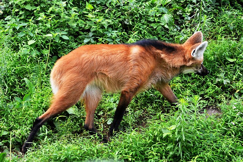 File:Maned Wolf (14840453622).jpg